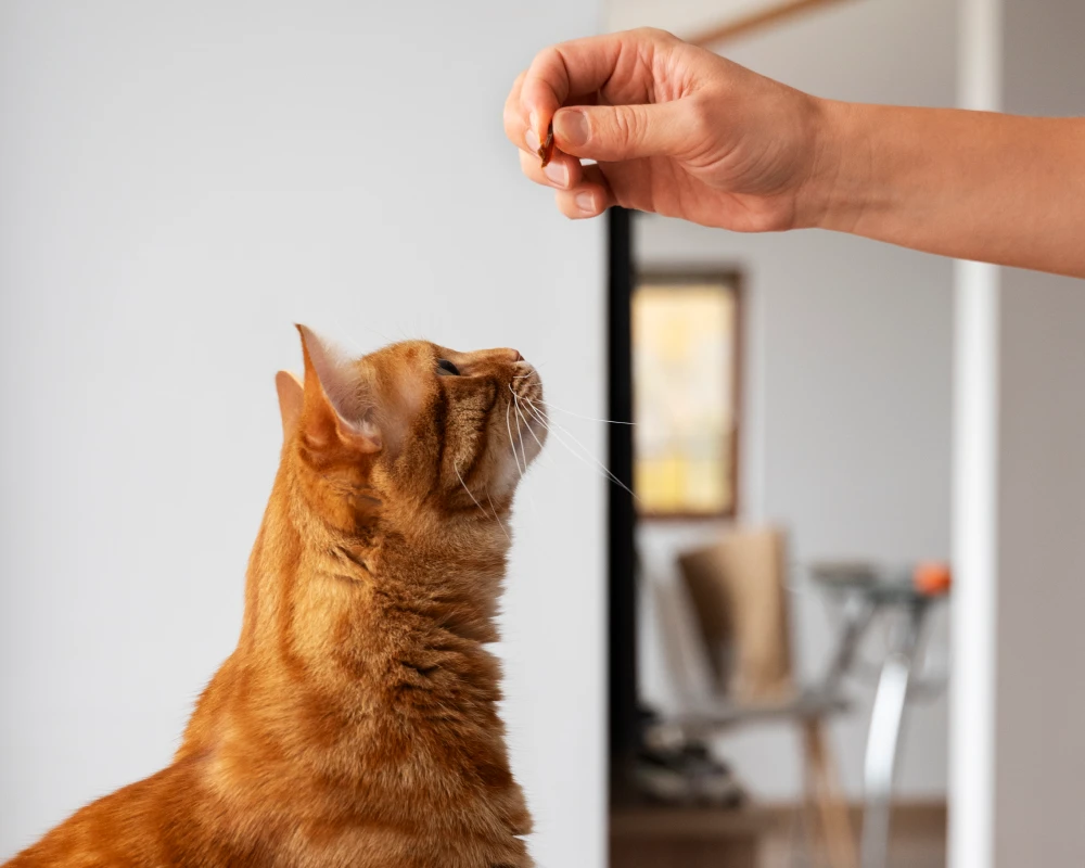automatic cat feeder with camera